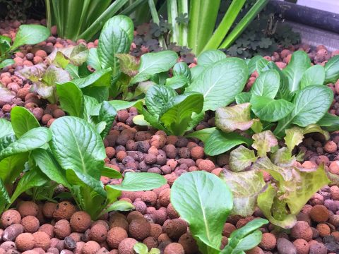 aquaponics and urban agriculture in Mankato and Southern Minnesota.