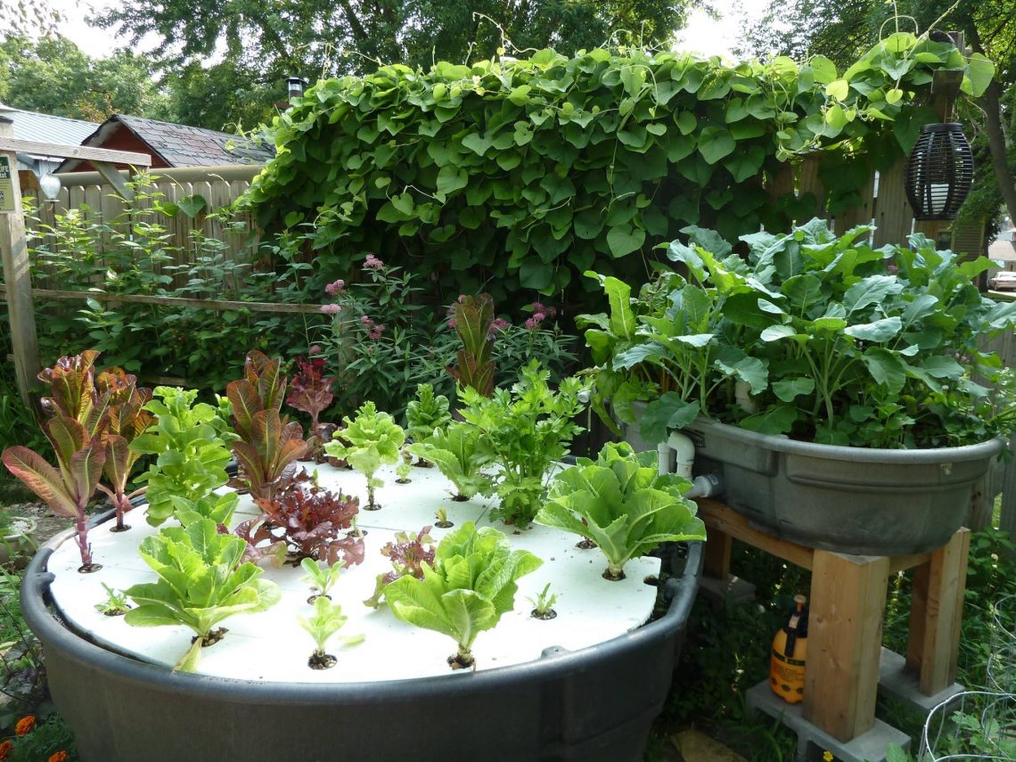 Aqualogical resources offers urban agriculture products and services including Wall and roof gardens in Mankato and southern Minnesota.