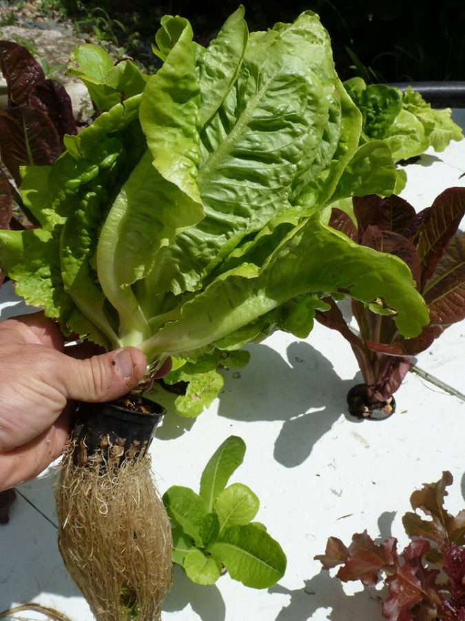 Aqualogical resources offers aquaponic food growth and maintenance in Mankato and southern Minnesota.