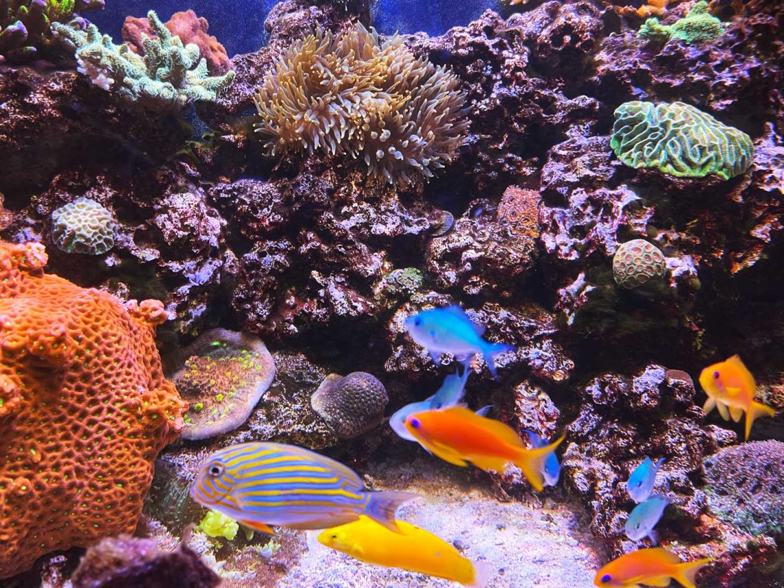 Minnesota Living Coral Reef - Aqualogical Resources